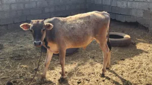 عجل عماني أصيل للبيع