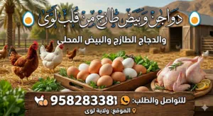 دجاج محلي صغار وكبار وبيض
