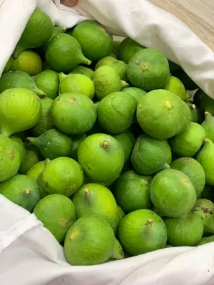 دكار كرموس