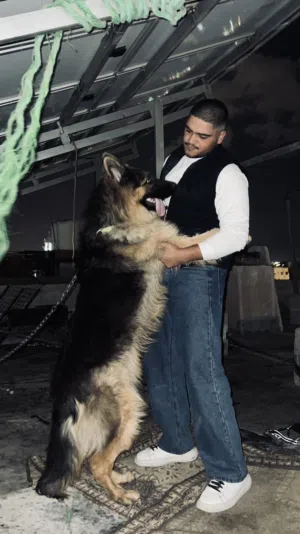 جيرمن شيبرد لونج هير