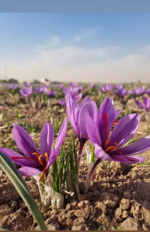 ‏فيتامينات ومكملات غذائية‏2