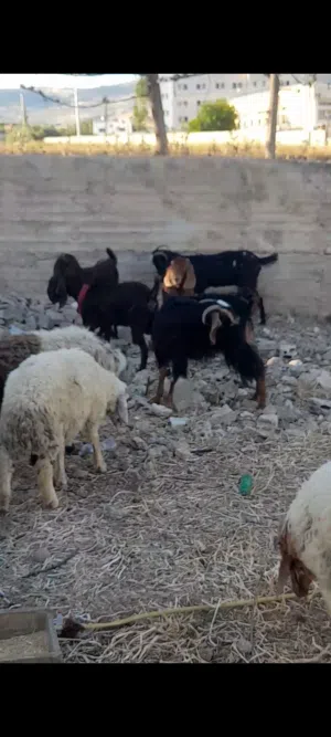 ماعز ثنايا