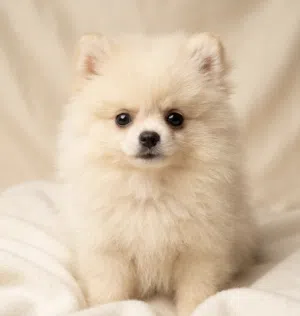 Russian Female Pomeranian