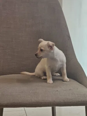 Female 3 months old chewawa for sale  negotiable