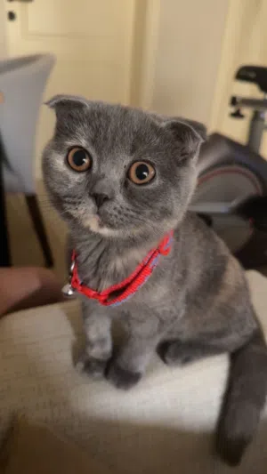 Scottish fold mix British shorthair cat for sale