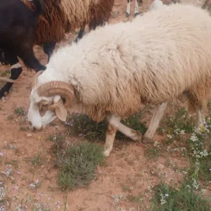 السلام عليكم خروف البيع