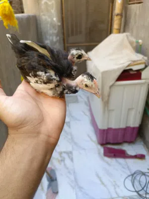 زوج ابو ركيبه. العمر شهر. صحه فول