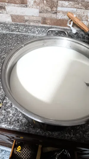 حليب ماعز طازج يوميا