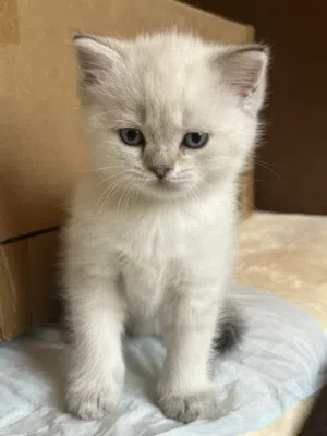 كيتن للبيع