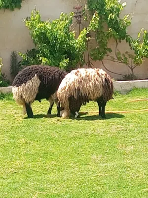 زوز خرفان الله يبارك