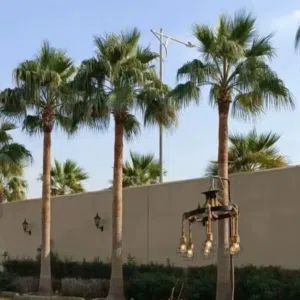 مقاول نخل واشنطني زينه 