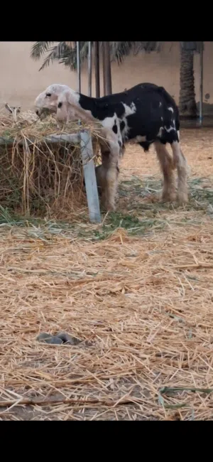 بيع طلي نجدي صنف