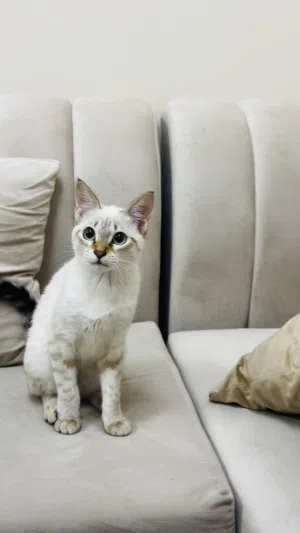 قط هاملايا للتبني مع بيع جميع مستلزماتها