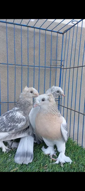 حمام طرابلس