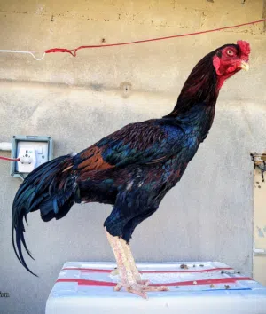 Pakistani fighter pair for sale