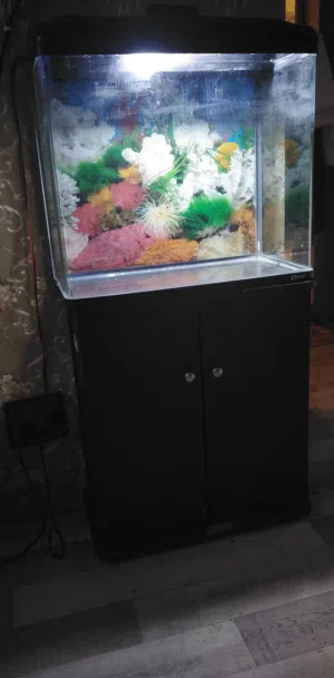 حوض سمك fish