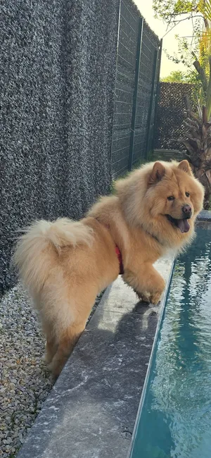 Chow Chow1