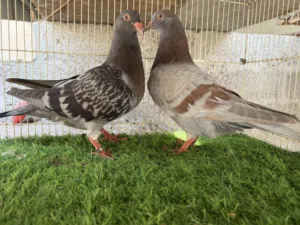 طبه حمامً الوزان