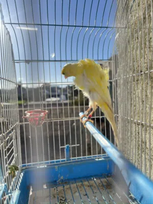 فحلبن كنتر جنوبي