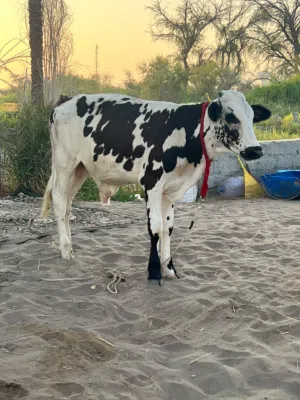 عجل للبيع اقراء الرصف