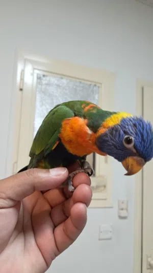 Rainbow lory fully hand tamed