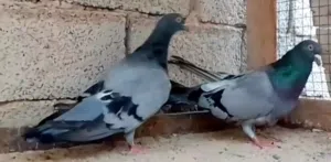 بسم الله ماشاء الله  زوج مالطي