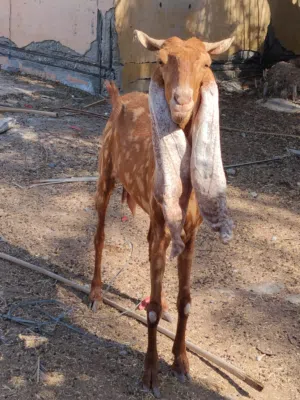 عنز حجازيه للبيع عشار