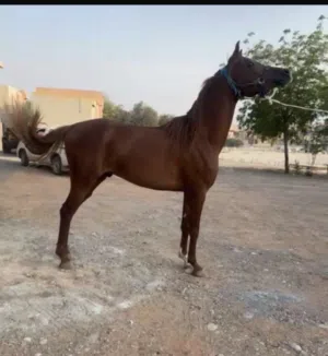 فحل عربي جواز واهوا  الخيل معسوف و جاهز