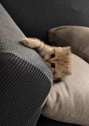 ⸻ 3 Scottish Fold Golden Kittens – For Sale 3 قطط سكوتش فولد جولدن بيور