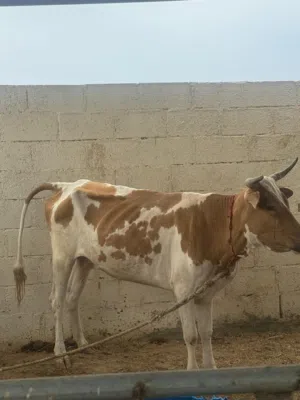 بقره للبيع
