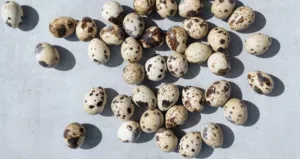 بيض سمان للبيع quail eggs for sale
