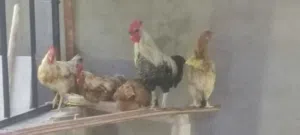 دجاج للبيع طرابلس