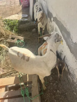 للبيع تيس آخر حبه متبقي الوزن طيب !!