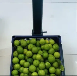 لومي عماني نضيف حامض
