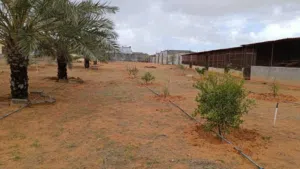 2 Bedrooms Farms for Sale in Tripoli Tajura