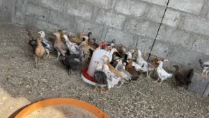 صقيوات دجاج عمانيات عمر شهرين