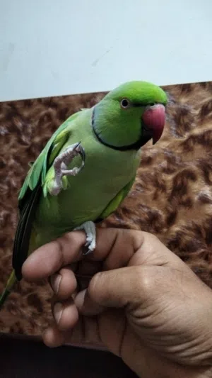 male parrot