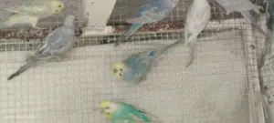 اقرا الوصف