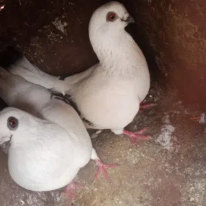حمام عمري و جوز عصافير