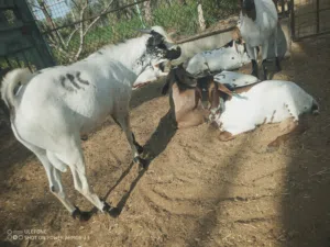 اغنام اثيوبيا لبيع صحم