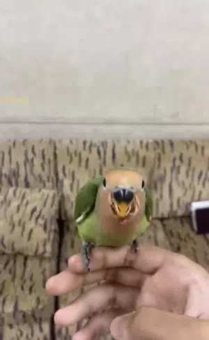 عصفور الروز اذا ناديته يجي