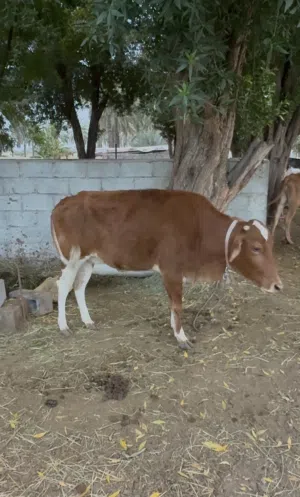 بقره هولندي عماني عشار وصغيره وانتاجها طًيب