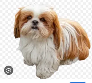pet dog, shitzuuu bread ,6 month old, vaccinated,