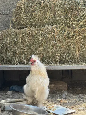 ديك قطني للبيع