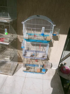 لاقفتص وسلاكات للبيع