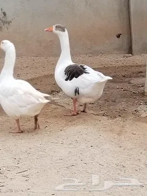 ‏حيوانات وطيور اخرى‏0