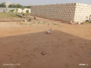 بطه لي بيع