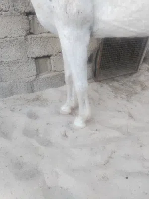 فرس مهجنه للبيع
