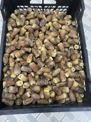 تمر نغال محقب