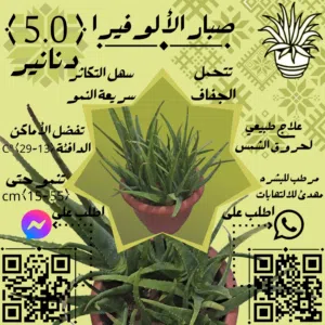 شتلة الألوفيرا (كبير 33cm)
